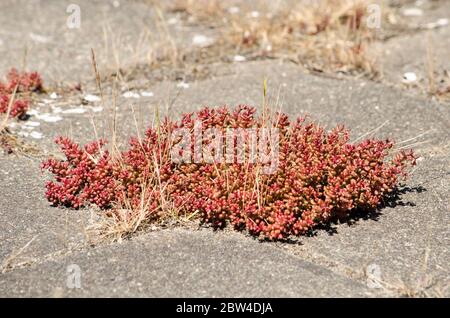 Patch of red sedum plants and dry grass growing between concrete 30 centimetre street tiles on a sunny day in Rotterdam, The Netherlands Stock Photo