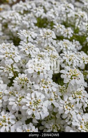 Iberis sempervirens white flowers close up Stock Photo