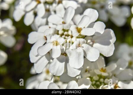 Iberis sempervirens white flowers close up Stock Photo