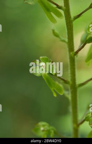 Neottia ovata, terrestrial orchid in bloom Stock Photo