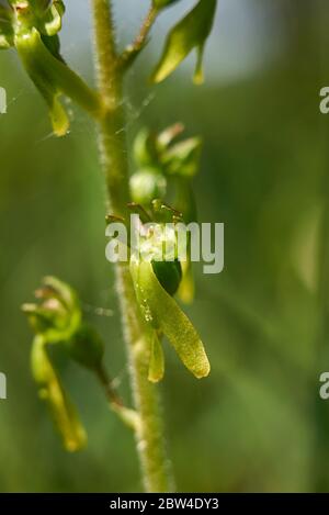 Neottia ovata, terrestrial orchid in bloom Stock Photo