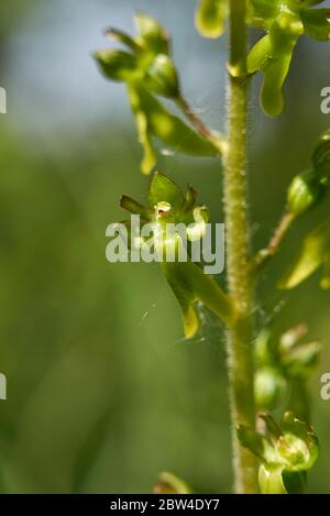 Neottia ovata, terrestrial orchid in bloom Stock Photo