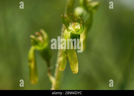 Neottia ovata, terrestrial orchid in bloom Stock Photo