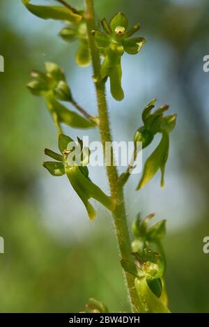 Neottia ovata, terrestrial orchid in bloom Stock Photo