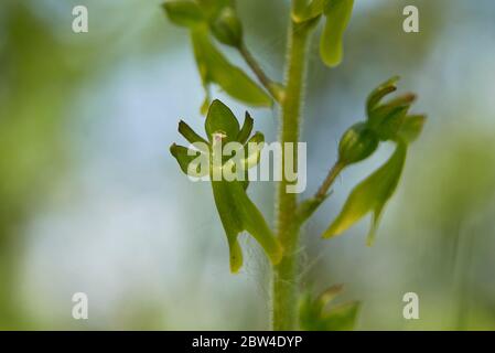 Neottia ovata, terrestrial orchid in bloom Stock Photo