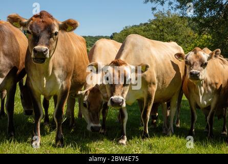 Jersey Cow Herd Stock Photo