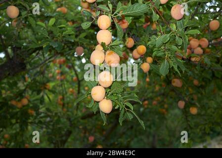 Prunus salicina branch with yellow fresh plums Stock Photo