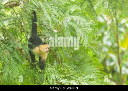 White-headed capuchin (Cebus capucinus) looking out from the foliage in a tree in Costa Rica Stock Photo