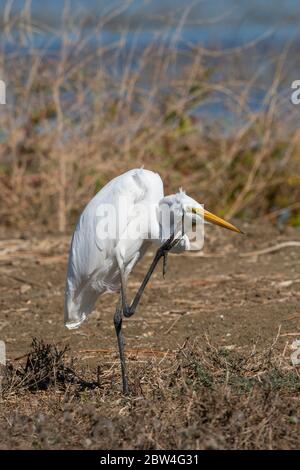 Great Egret, Ardea alba, scratching its face in Colusa National Wildlife Refuge, California Stock Photo