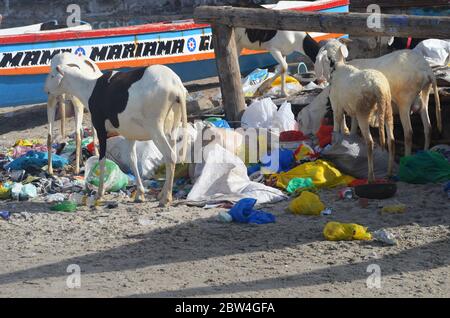 Sheep rummaging among the garbage in Ngor beach, a touristic coastal neighbourhood in Dakar, Senegal Stock Photo