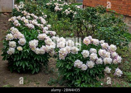 Beautiful groomed bush flowering flowers peony in the garden of the ...