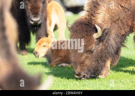 A herd of plains bison forage while protecting spring calves at Mammoth Hot Springs May 27, 2020 at Yellowstone National Park,  Wyoming. Yellowstone re-opened to day visitors after closing due to the COVID-19, coronavirus pandemic. Stock Photo