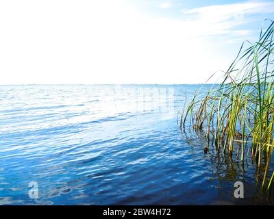 A perfect summer day at a lake - calm blue water and green reeds, remote horizon line. Stock Photo