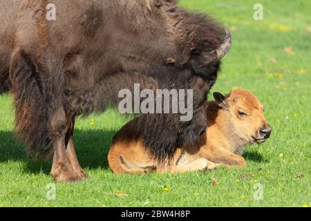 A plains bison cow tends to her spring calf at Mammoth Hot Springs May 27, 2020 at Yellowstone National Park,  Wyoming. Yellowstone re-opened to day visitors after closing due to the COVID-19, coronavirus pandemic. Stock Photo