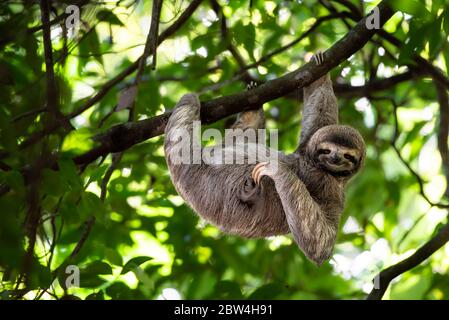 Funny sloth, Costa Rica, hanging on tree scratching belly, cute face animal portrait, Rainforest, Bradypus variegatus, brown-throated three-toed sloth Stock Photo