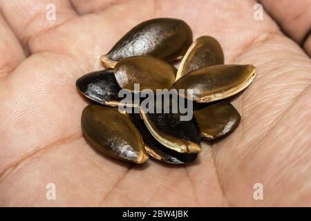 A picture of chikoo seeds Stock Photo