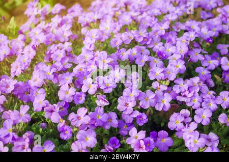 Beautiful flowers Purple Aubrieta in a sunny garden. Aubrieta Deltoidea. Spring Flower. Soft selective focus Stock Photo