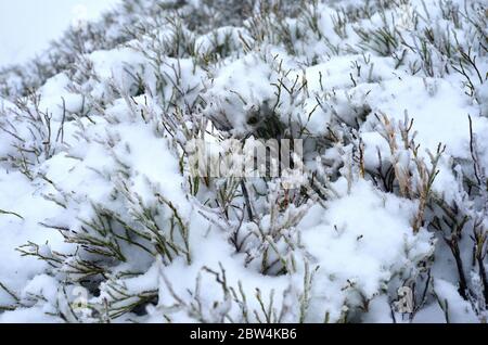 Bluberry plants covered with snow and ice in winter Stock Photo