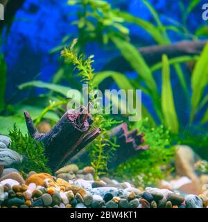 Green plants and driftwood in a decorative aquarium. Soft focus Stock Photo