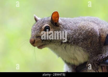 A young gray squirrel perches on a shepherds hook while attempting to reach a bird feeder.  Close up head shot.  Background blurred. Stock Photo