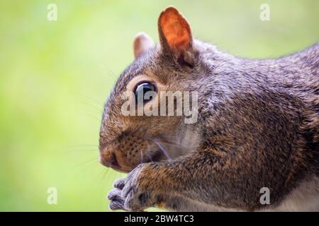 A young gray squirrel perches on a shepherds hook while attempting to reach a bird feeder.  Close up head shot.  Background blurred. Stock Photo