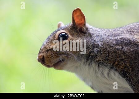 A young gray squirrel perches on a shepherds hook while attempting to reach a bird feeder.  Close up head shot.  Background blurred. Stock Photo