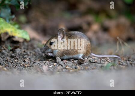 Wood Mouse (Apodemus sylvaticus) Stock Photo