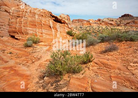 NV00195-00...NEVADA - Layers with fragile compaction bands running through them creating colorful patterns at Valley of Fire State Park. Stock Photo