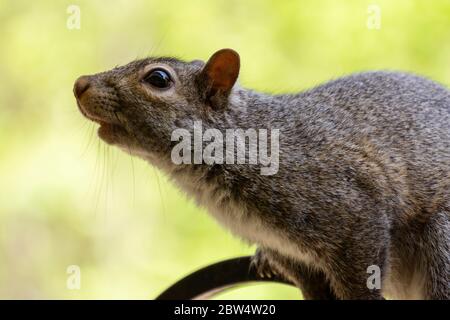A young squirrel perches on a shepherds hook while attempting to reach a bird feeder. Stock Photo