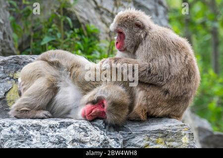 Two Japanese macaques / snow monkeys (Macaca fuscata) on rock grooming for ticks