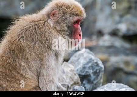 Japanese macaque / snow monkey (Macaca fuscata) close-up portrait of female, native to Japan Stock Photo