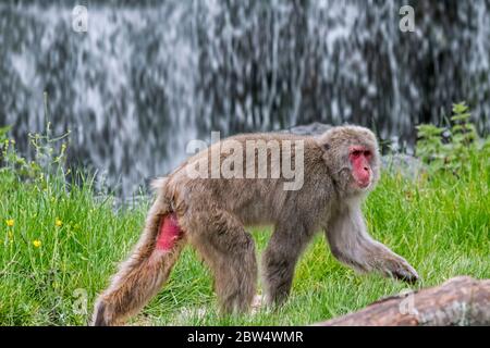 Japanese macaque / snow monkey (Macaca fuscata) foraging in front of waterfall, native to Japan Stock Photo