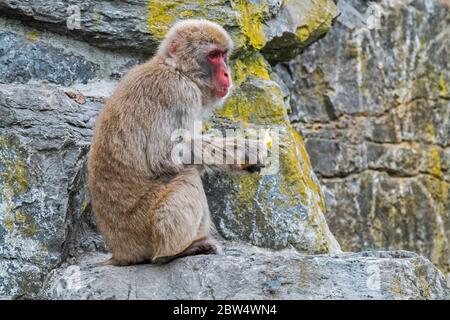 Japanese macaque / snow monkey (Macaca fuscata) eating fruit in zoo, native to Japan