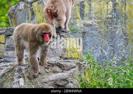 Two Japanese macaques / snow monkeys (Macaca fuscata) foraging in rock face, native to Japan