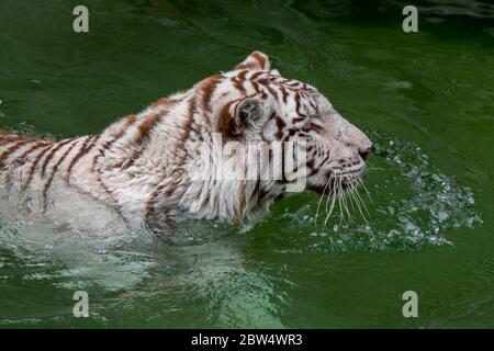 White tiger / bleached tiger (Panthera tigris) pigmentation variant of the Bengal tiger, cooling down in water of pond, native to India Stock Photo