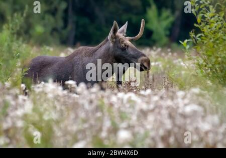 Male Elk with broken antlers (Alces alces) walks through grass clearing at late summer in  Rutting and mating time Stock Photo