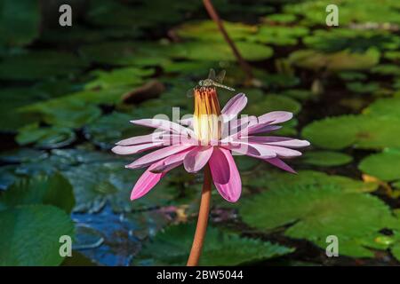 A dragon fly perched on a water lily. Stock Photo