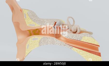 3d render structures of the human ear with the image of all the ...