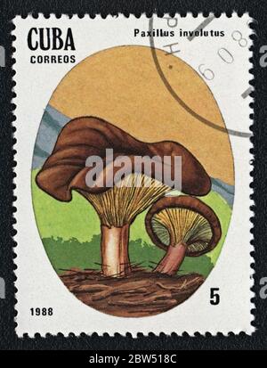 Paxillus involutus poisonous fungus.  Series: Inedible and Poisonous Mushrooms. Postage stamp Cuba 1988 Stock Photo