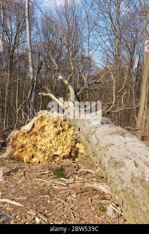 A large uprooted tree in the forest Stock Photo