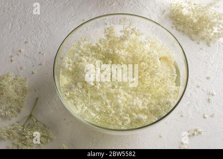 A bowl with elder flowers macerating in water, on a white background Stock Photo