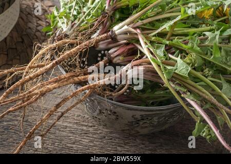 Whole dandelion plant with root on a table Stock Photo