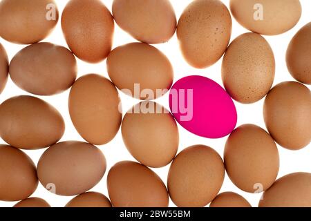 Close-up view of a pink easter egg chicken surrounded by nature fresh eggs on white background Stock Photo