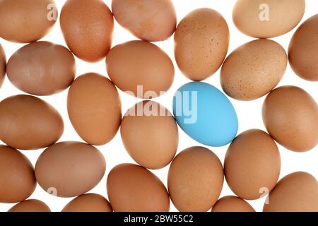 Close-up view of an blue easter egg chicken surrounded by nature fresh eggs on white background Stock Photo