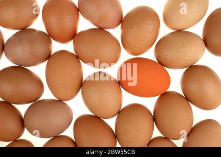 Close-up view of an orange easter egg chicken surrounded by nature fresh eggs on white background Stock Photo