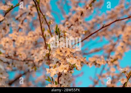 Apricot tree branches in blossom. Spring day with pink flowers on blue sky background . Closeup blossom, wallpaper  Stock Photo