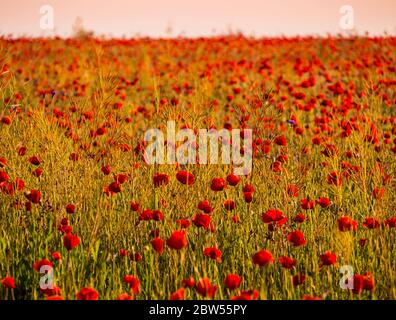 Stunning landscape with red poppy field in sunset light