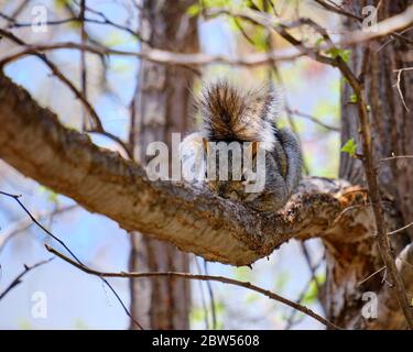 Eastern gray squirrel  lying on a branch staring at the camera suspicious. (Sciurus carolinensis) Stock Photo