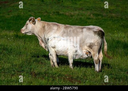 A young calf feeding from its mother. Auvergne. France Stock Photo