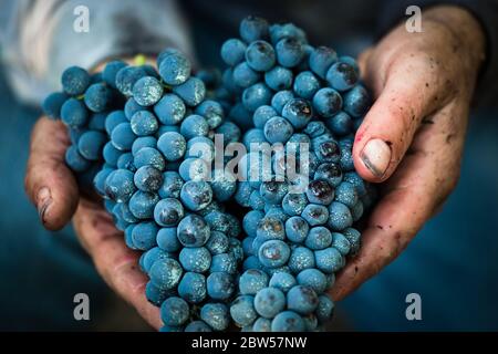 Black grapes in hand Stock Photo